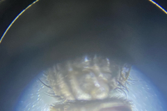mikrofoto1
